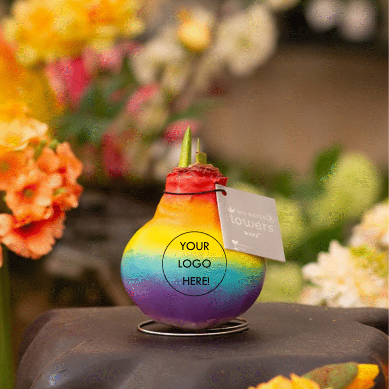 Pride month amaryllisbol regenboog relatiegeschenken met logo promotieartikel groeiend en bloeiend.