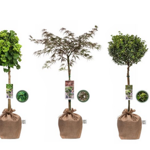 duurzaam-groeiend-cadeau-boompje-cadeau-geven-groen-relatiegeschenk-duurzame kerstcadeaus-kerstpakket-plant-milieuvriendelijk-origineel-eindejaarsgeschenk-zaakado-rotterdam