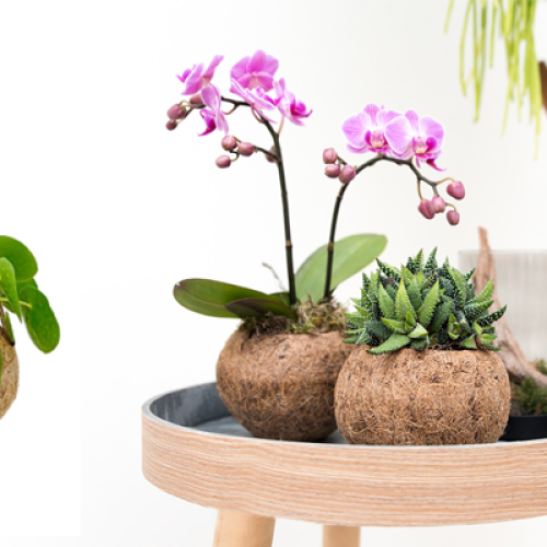 kokos, plantenpot, duurzaam, relatiegeschenk, biologisch, afbreekbaar, gepersonaliseerd, kerstcadeau, logo, handgemaakt, groen, kokos, kokodama, plantenhanger, plant, interieur, zaakado, rotterdam