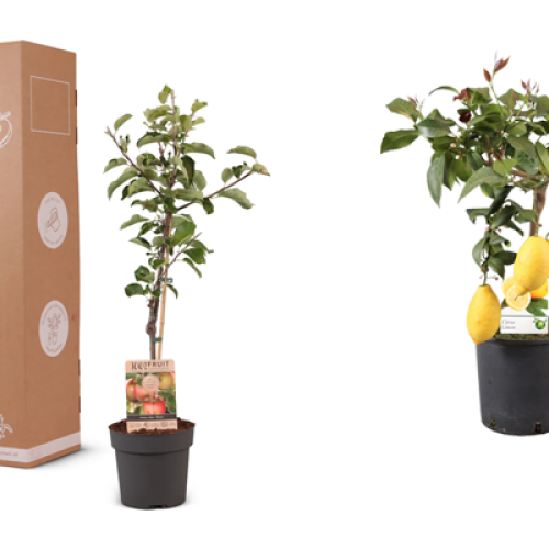 nieuw-fruitbomen-fruitplanten-pakket-cadeaupakket-groene-relatiegeschenken-duurzaam-groei-ontwikkeling-kerstgeschenk-seizoen-zomer-uitzendbureau-horeca-zaakado-rotterdam