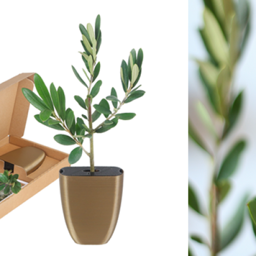 olijfboom-per-post-brievenbus-boom-brievenbuscadeau-boompje-theeplant-koffieplant-groene-relatiegeschenken-origineel-duurzaam-zorg-onderwijs-olijven-zaakado-rotterdam